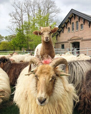 Vulwol gewassen 1000 gram